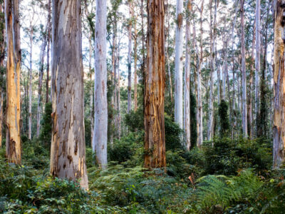 Blue Mountains Counselling & Psychology