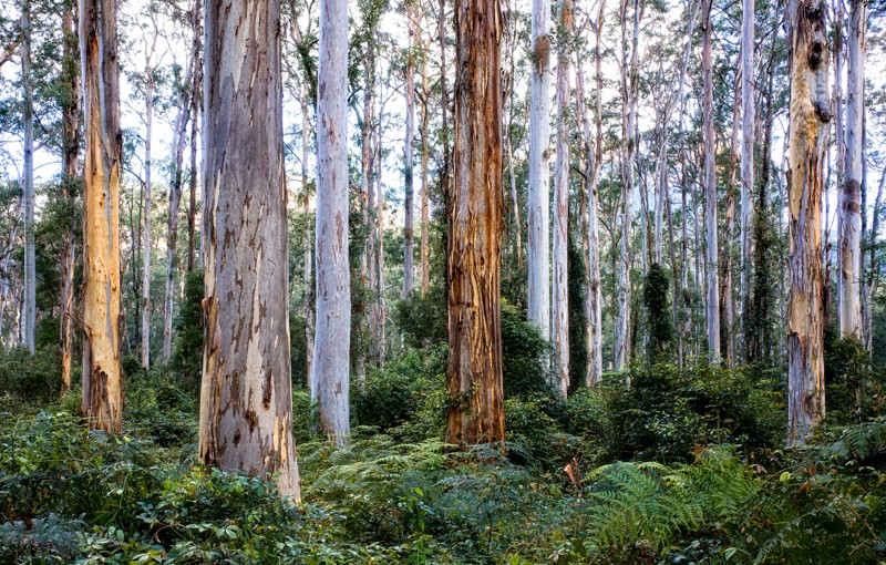 Blue Mountains Counselling & Psychology