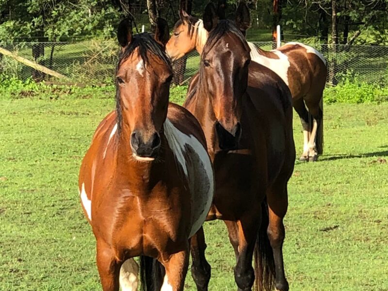 Hooves For Hope Equine Assisted Therapy