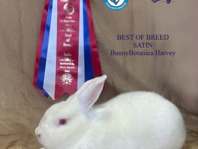 Blue Mountains Rabbit Club
